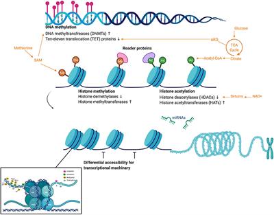 Frontiers | The Influence Of Epigenetic Modifications On Metabolic ...